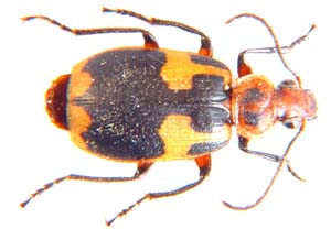 Lebistina sp. no 03.