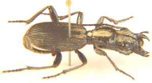 Ground Beetle.