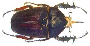Mecynorhina ugandensis.Moser. f  melanic 