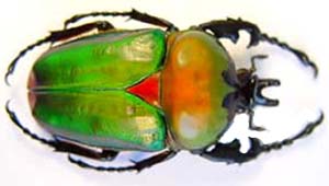 Stephanocratus bennigseni. Kuhnt.  f bicolour
