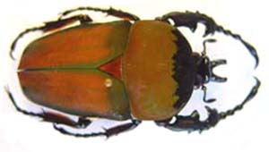 Stephanocratus bennigseni. Kuhnt.  f dore