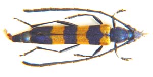 Anubis sp
