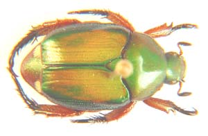 Popillia sp.
