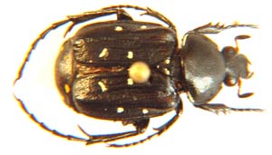 Stringophorus flavipennis. ssp.