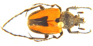 Campulipus sp