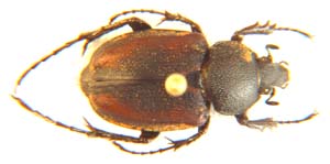 Campulipus sp