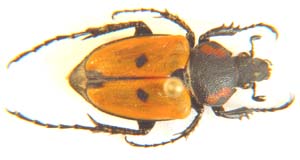 Campulipus limbatus.