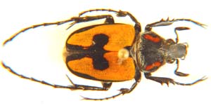 Campulipus limbatus var.