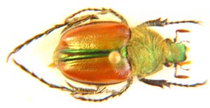 Stegopterus sturalis.