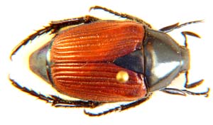 Trichiini sp.