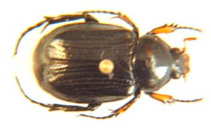 Trichiini sp.