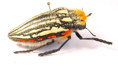 Julodis gariepina gariepina.