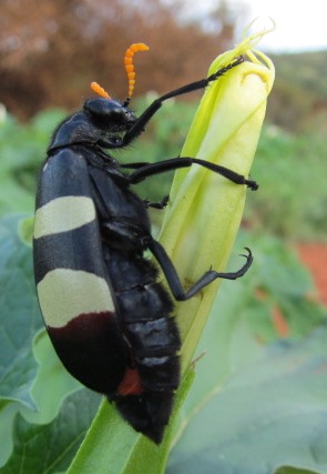 Meloidae oculata
