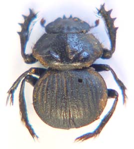 Pachysoma  sp.