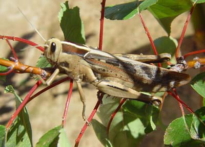 Acanthacris ruficornis ( Giant Grashopper.)