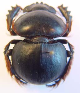 Pachysoma hippocrates