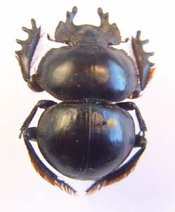 Pachysoma schinzi