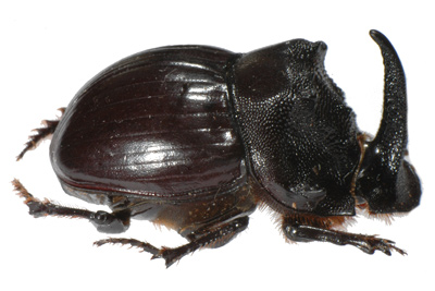 Copris dracunculus.