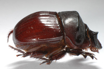Catharsius platycerus.