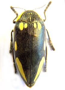 Sternocera orissa. Buquet.  f yellow.