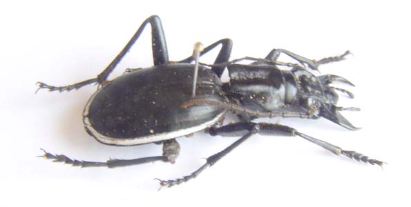 Anthia cinctipennis.