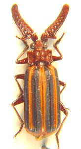 Heteropaussus parallelicoruis