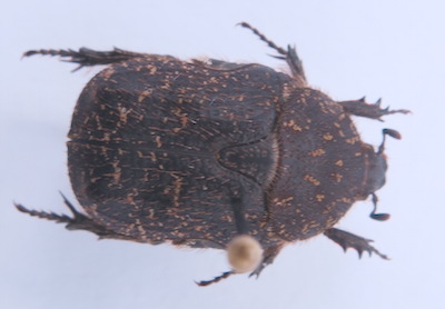 Xeloma atra