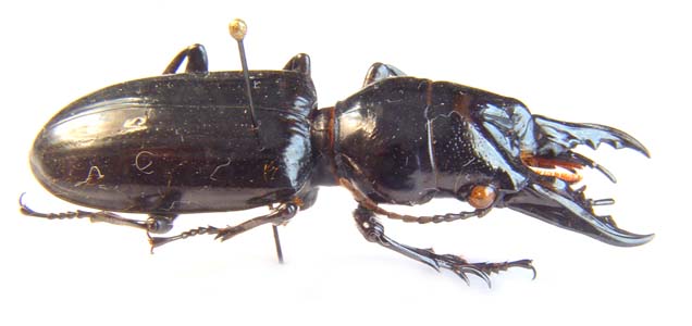 Ochryopus gigas