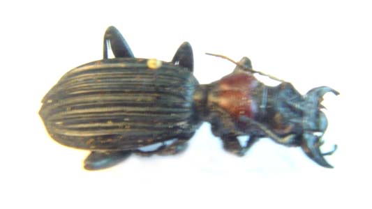 Thermophilum decemguttum var elongatum. 