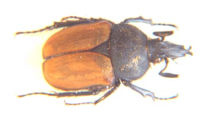 Ichnestoma ficqi.   Holm & Stobbia.