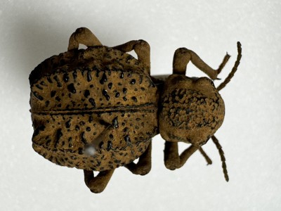 Brachyphryus sp.