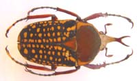 Megalorhina harrisi peregrina f harrisi.