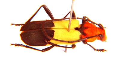 Purpuricenus laetus.