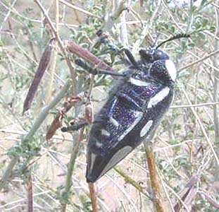 Sternocerna orissa orissa. Buquet.