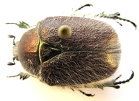 Odontorrhina pubescens. (Olivier)