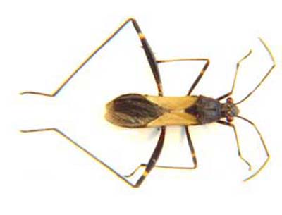 Dieuches sp.?