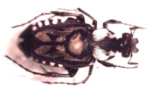 Campolius nyassae