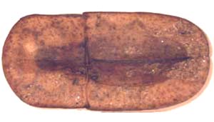 Endustomus integrinus