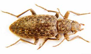 Himatismus sp.