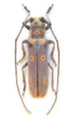 Cerambycidae3 Long Horns
