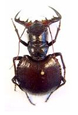 Cicindelidae Manticora