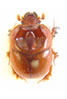 Geotrupidae
