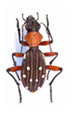 Carabidae Large