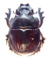 Heliocopris