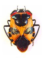 Hemiptera