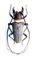 Cerambycidae1 Long Horns