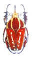 Mecynorhina