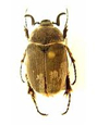 Melolonthinae