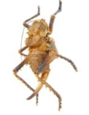 Orthoptera