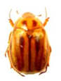 Rutelinae